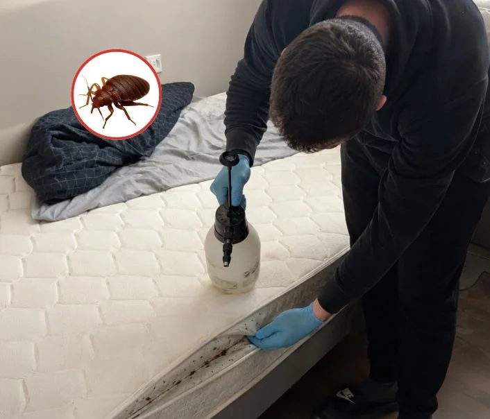 Technicien traitant un matelas contre les punaises de lit à Santeny